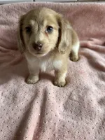 Sadie , a female Miniature Dachshund for sale in Rogers City, MI – 1 of 1