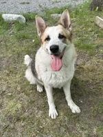 Miles , a male German Shepherd Dog and Bernese Mountain Dog for sale in Rogers City, MI – 2 of 3