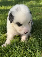 Willow , a female German Shepherd Dog and Bernese Mountain Dog for sale in Rogers City, MI – 5 of 9