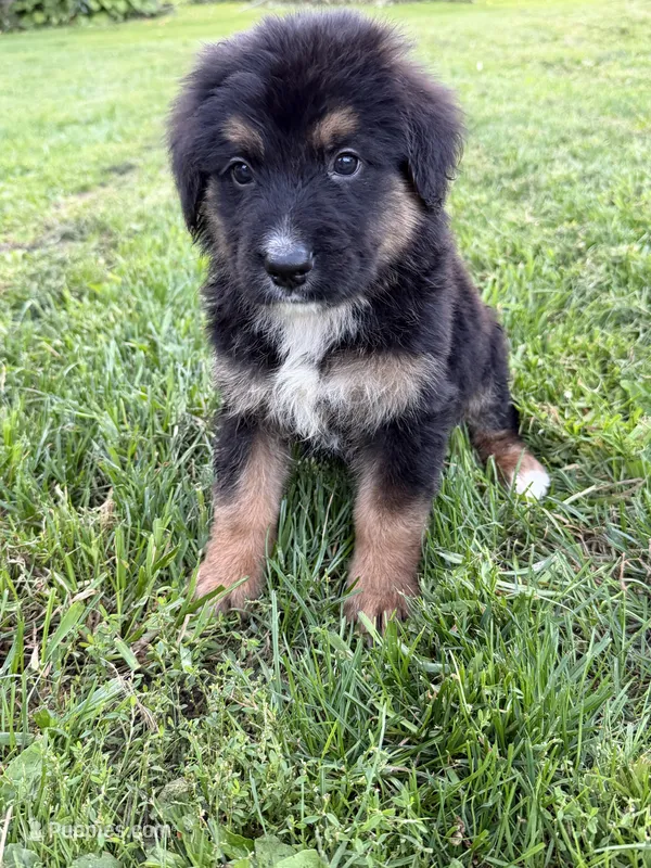 Jake – German Shepherd Dog, Bernese Mountain Dog puppy for sale in Rogers City, MI