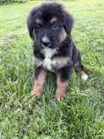 Jake, a male German Shepherd Dog and Bernese Mountain Dog for sale in Rogers City, MI – 1 of 1