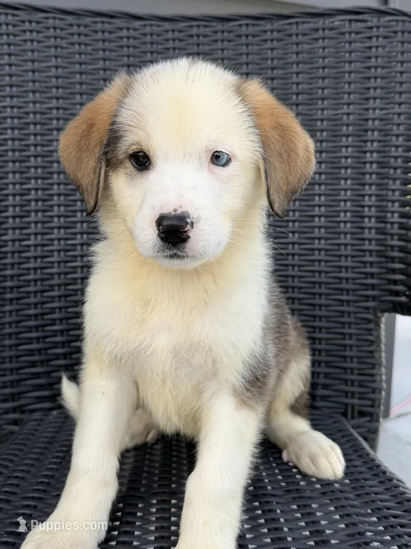 Lennox – German Shepherd Dog, Bernese Mountain Dog puppy for sale in Rogers City, MI