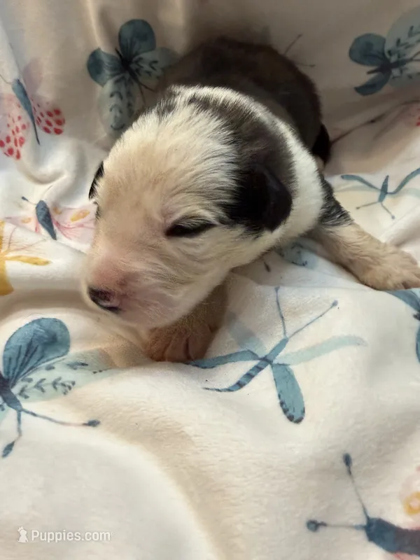 Louie  – German Shepherd Dog, Bernese Mountain Dog puppy for sale in Rogers City, MI