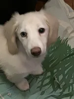Daisy Mae , a female Miniature Dachshund for sale in Rogers City, MI – 3 of 3