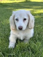 Daisy reduced, a female Miniature Dachshund for sale in Rogers City, MI – 3 of 5