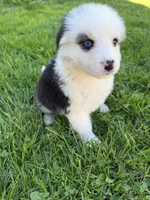 Willow , a female German Shepherd Dog and Bernese Mountain Dog for sale in Rogers City, MI – 3 of 9