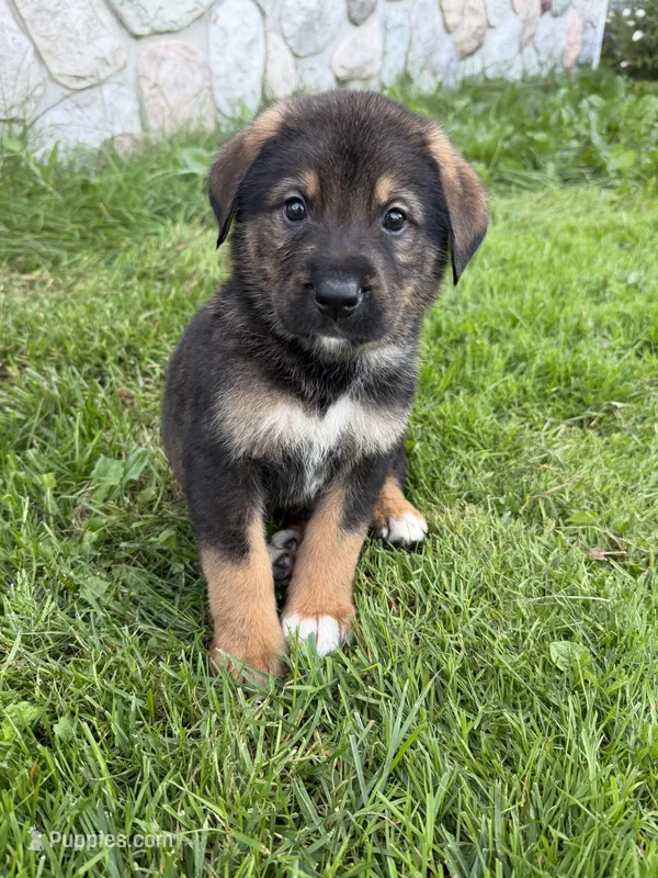 Kane – German Shepherd Dog, Bernese Mountain Dog puppy for sale in Rogers City, MI