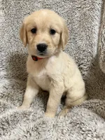 Westin, a male Golden Retriever for sale in Rogers City, MI – 2 of 2