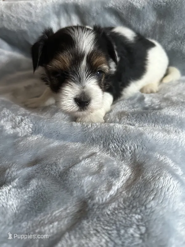 Hoyt – Yorkshire Terrier, Poodle - Toy  puppy for sale in Rogers City, MI