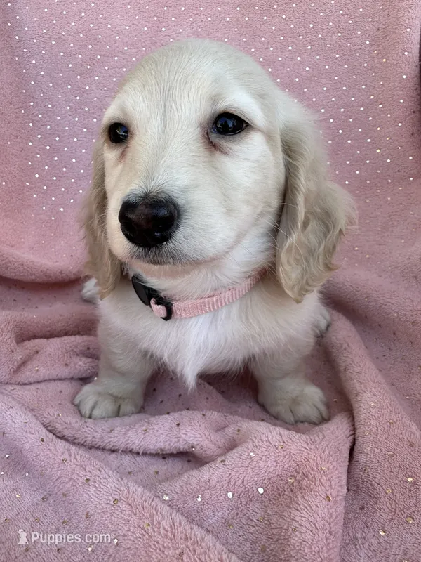 Honey  – Miniature Dachshund puppy for sale in Rogers City, MI