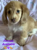 Sadie, a female Miniature Dachshund for sale in Rogers City, MI – 2 of 3