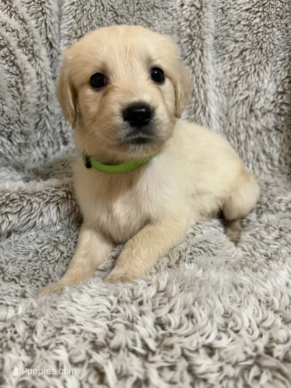 Crew – Golden Retriever puppy for sale in Rogers City, MI