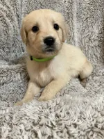 Crew, a male Golden Retriever for sale in Rogers City, MI – 1 of 2