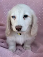 Daisy, a female Miniature Dachshund for sale in Rogers City, MI – 4 of 4