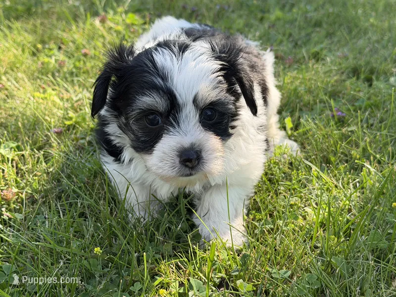 Hayes – Yorkshire Terrier, Poodle - Toy  puppy for sale in Rogers City, MI