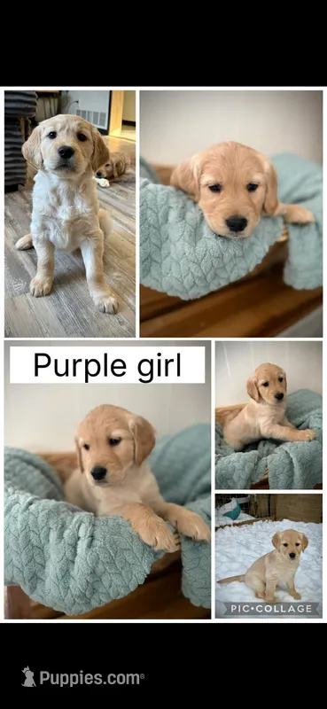 Purple girl
