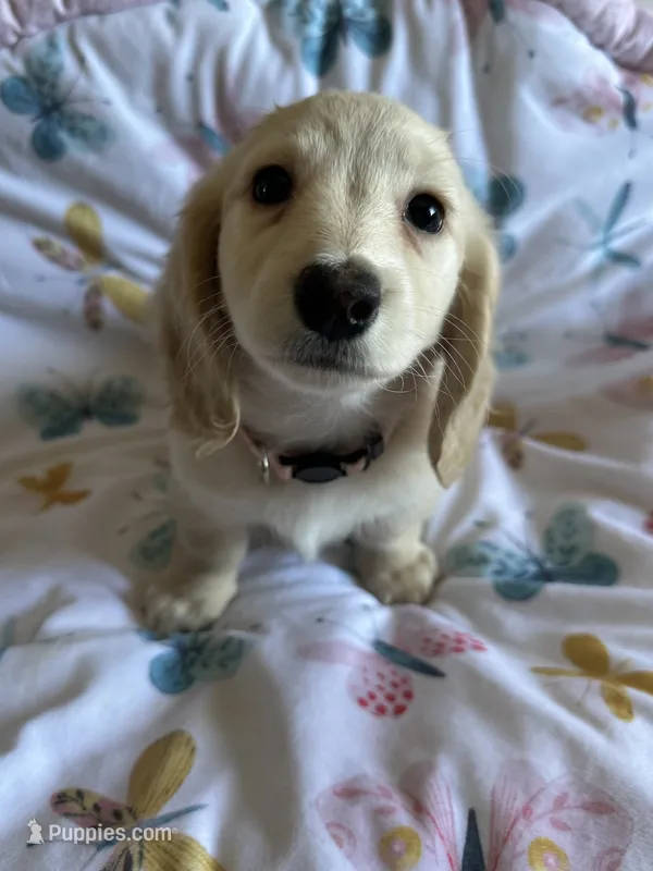 Honey  – Miniature Dachshund puppy for sale in Rogers City, MI