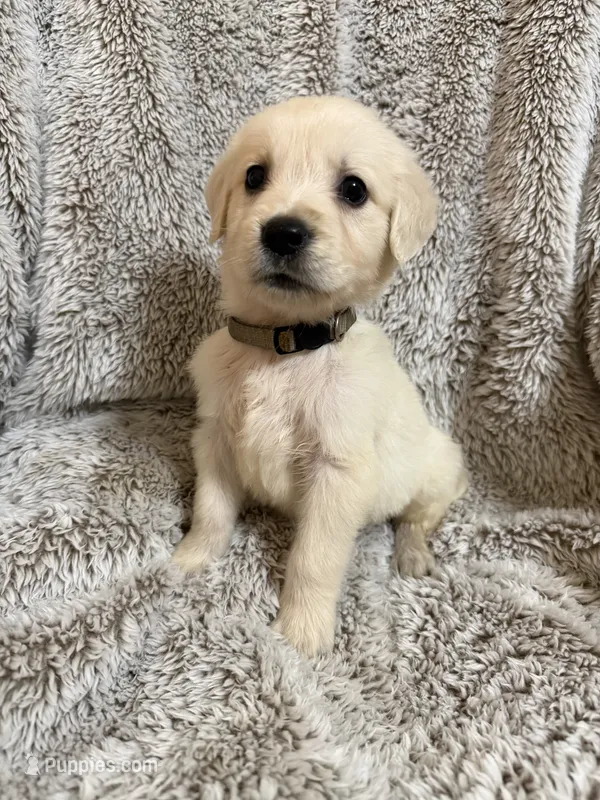 Bo – Golden Retriever puppy for sale in Rogers City, MI