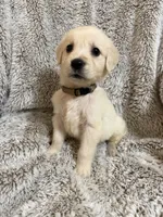Bo, a male Golden Retriever for sale in Rogers City, MI – 1 of 5