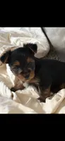 Gavin, a male Yorkshire Terrier for sale in Rogers City, MI – 2 of 5