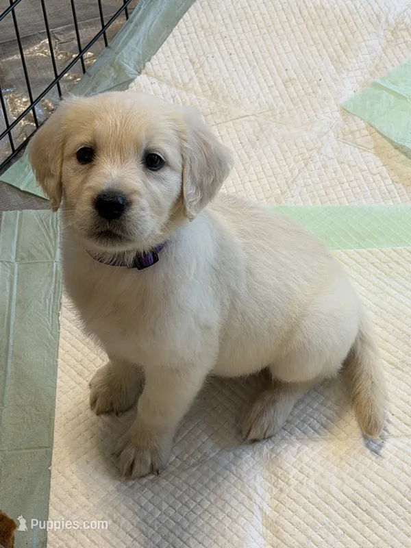 Cedar – Golden Retriever puppy for sale in Rogers City, MI