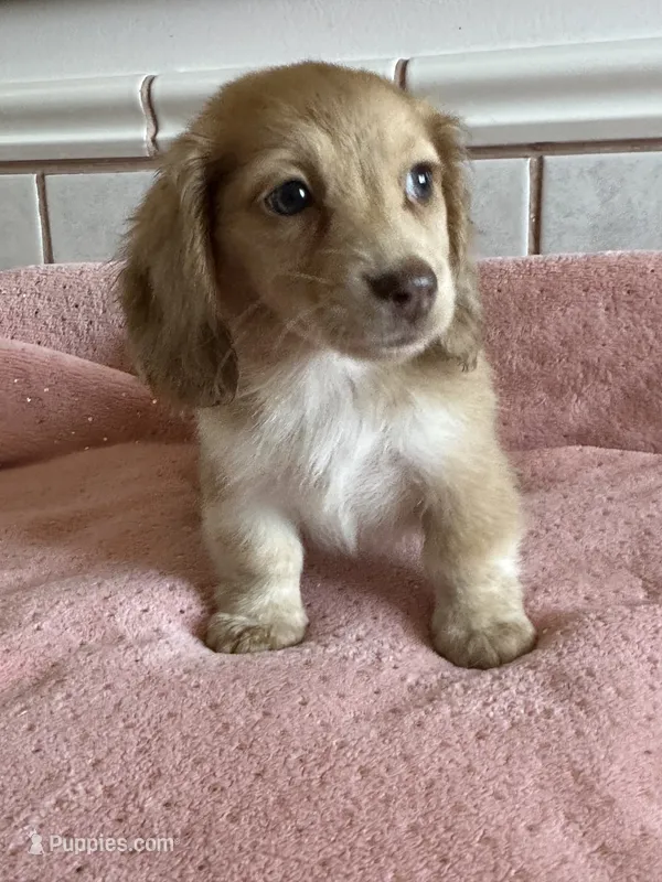 Sadie – Miniature Dachshund puppy for sale in Rogers City, MI