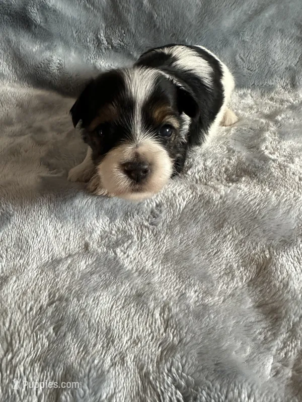 Hoyt – Yorkshire Terrier, Poodle - Toy  puppy for sale in Rogers City, MI