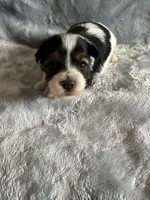 Hoyt, a male Yorkshire Terrier and Poodle - Toy  for sale in Rogers City, MI – 1 of 2