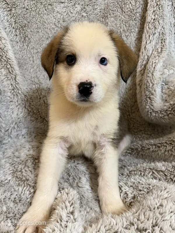 Lennox – German Shepherd Dog, Bernese Mountain Dog puppy for sale in Rogers City, MI