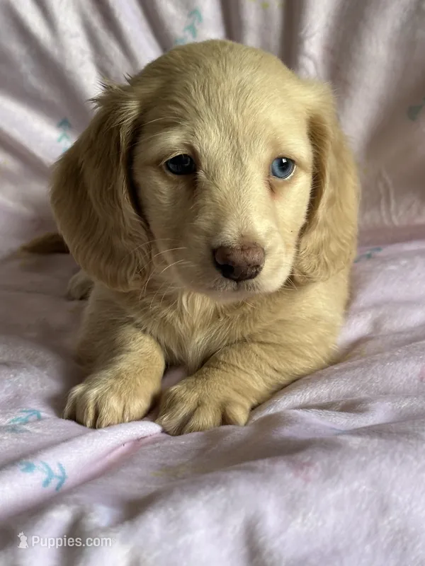 Lemon – Miniature Dachshund puppy for sale in Rogers City, MI