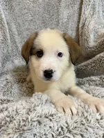 Lennox, a male German Shepherd Dog and Bernese Mountain Dog for sale in Rogers City, MI – 2 of 3