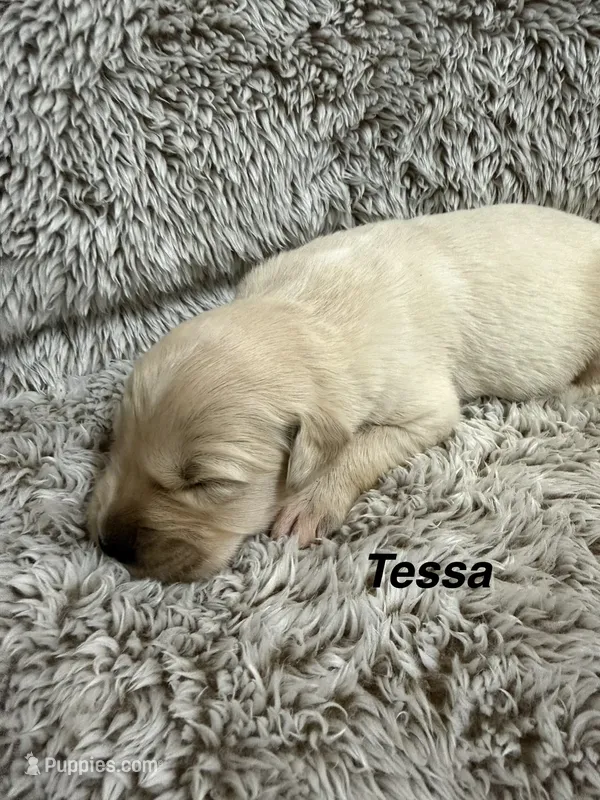 Tessa – Golden Retriever puppy for sale in Rogers City, MI