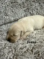 Tessa, a female Golden Retriever for sale in Rogers City, MI – 1 of 1