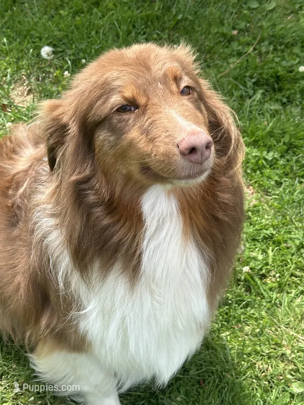 Quinn – Australian Shepherd puppy for sale in Rogers City, MI