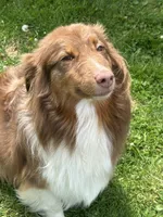 Quinn, a female Australian Shepherd for sale in Rogers City, MI – 1 of 1