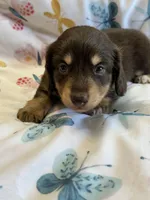 Silas, a male Miniature Dachshund for sale in Rogers City, MI – Photo 2 of 3