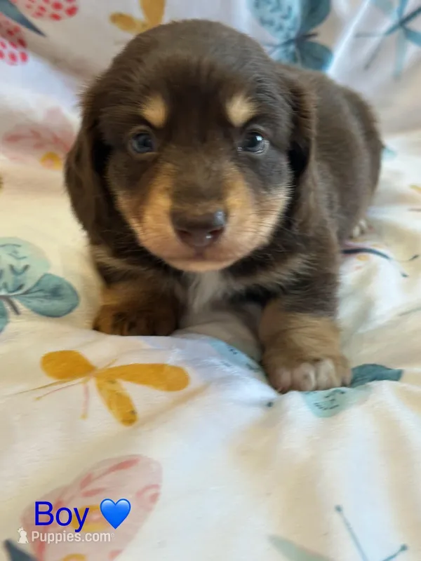 Silas – Miniature Dachshund puppy for sale in Rogers City, MI