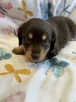 Silas, a male Miniature Dachshund for sale in Rogers City, MI – Photo 3 of 3