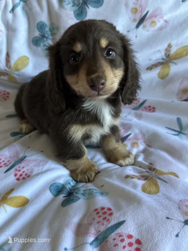 Silas – Miniature Dachshund puppy for sale in Rogers City, MI