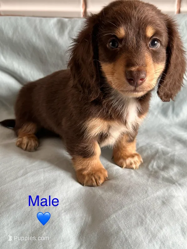 Silas – Miniature Dachshund puppy for sale in Rogers City, MI