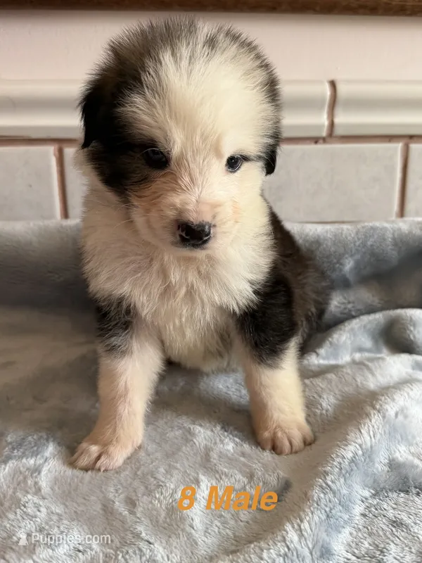Louie  – German Shepherd Dog, Bernese Mountain Dog puppy for sale in Rogers City, MI