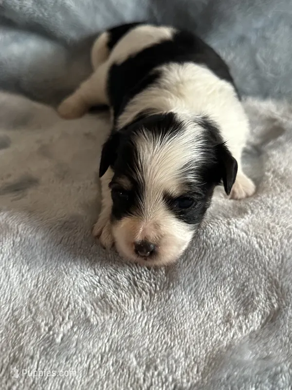 Hayes – Yorkshire Terrier, Poodle - Toy  puppy for sale in Rogers City, MI