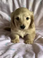 Honey , a female Miniature Dachshund for sale in Rogers City, MI – 1 of 2