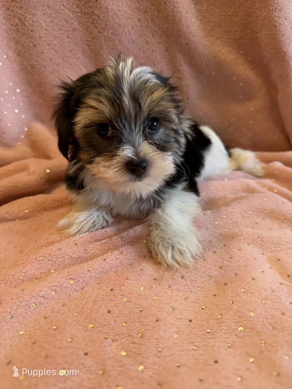 Hoyt – Yorkshire Terrier, Poodle - Toy  puppy for sale in Rogers City, MI