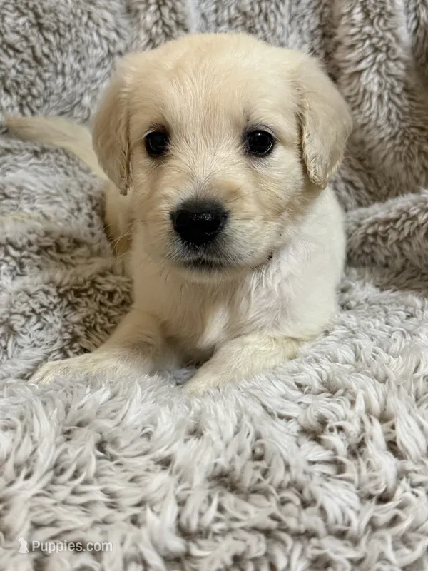 Cedar – Golden Retriever puppy for sale in Rogers City, MI
