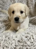 Cedar, a female Golden Retriever for sale in Rogers City, MI – 1 of 2