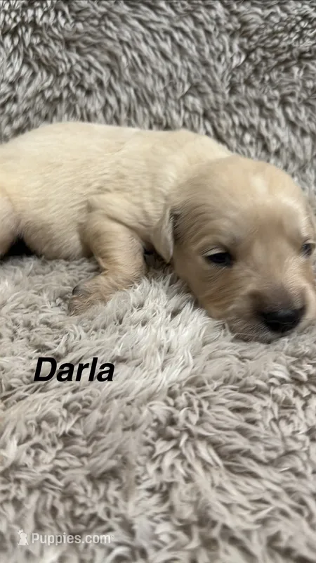 Darla – Golden Retriever puppy for sale in Rogers City, MI