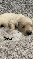 Darla, a female Golden Retriever for sale in Rogers City, MI – 1 of 1