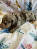 Sebastian, a male Miniature Dachshund for sale in Rogers City, MI – Photo 3 of 3