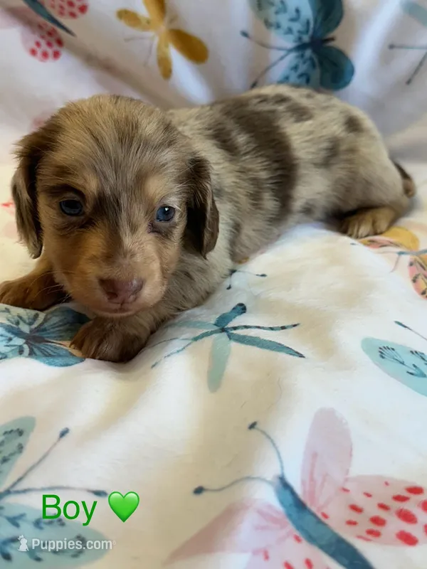 Sebastian – Miniature Dachshund puppy for sale in Rogers City, MI